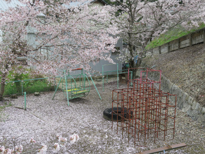 わが町　岡山市御津の桜