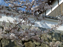 おちゃむの『よろこびの庭』-塀　と　桜